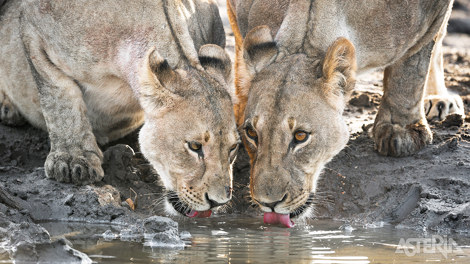 Plaatsen waar water te vinden is trekken wildlife aan en zorgen voor mooie foto’s