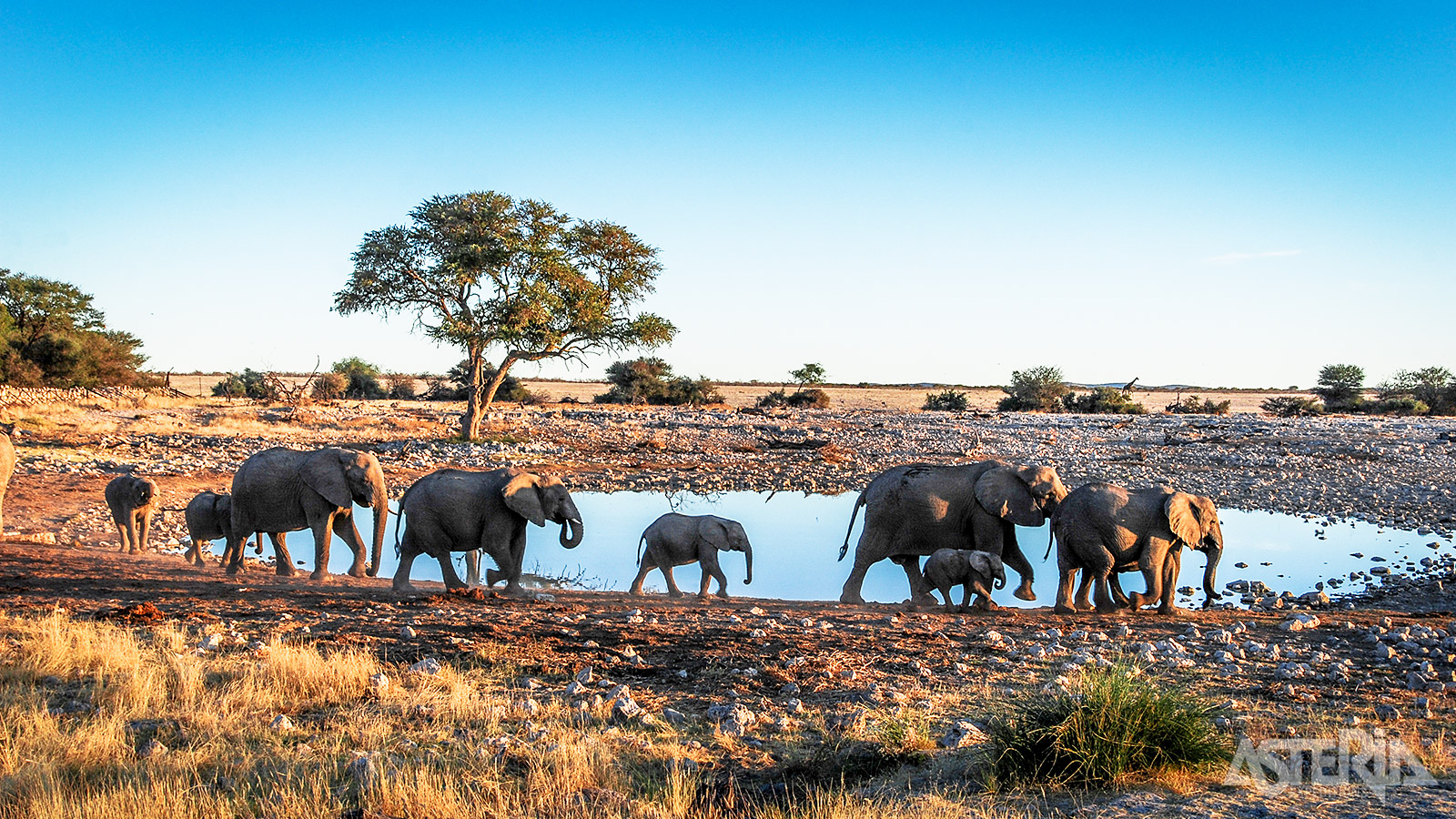 Het 20.000ha grote Etosha Nationaal Park is het leefgebied van de leeuw, luipaard, olifant, koedoe, zebra, impala en zwarte neushoorn