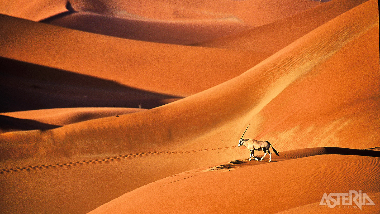 De gemsbok, ook bekend als oryx, is een antilopesoort die frequent voorkomt in de Kalahari-woestijn in Namibië