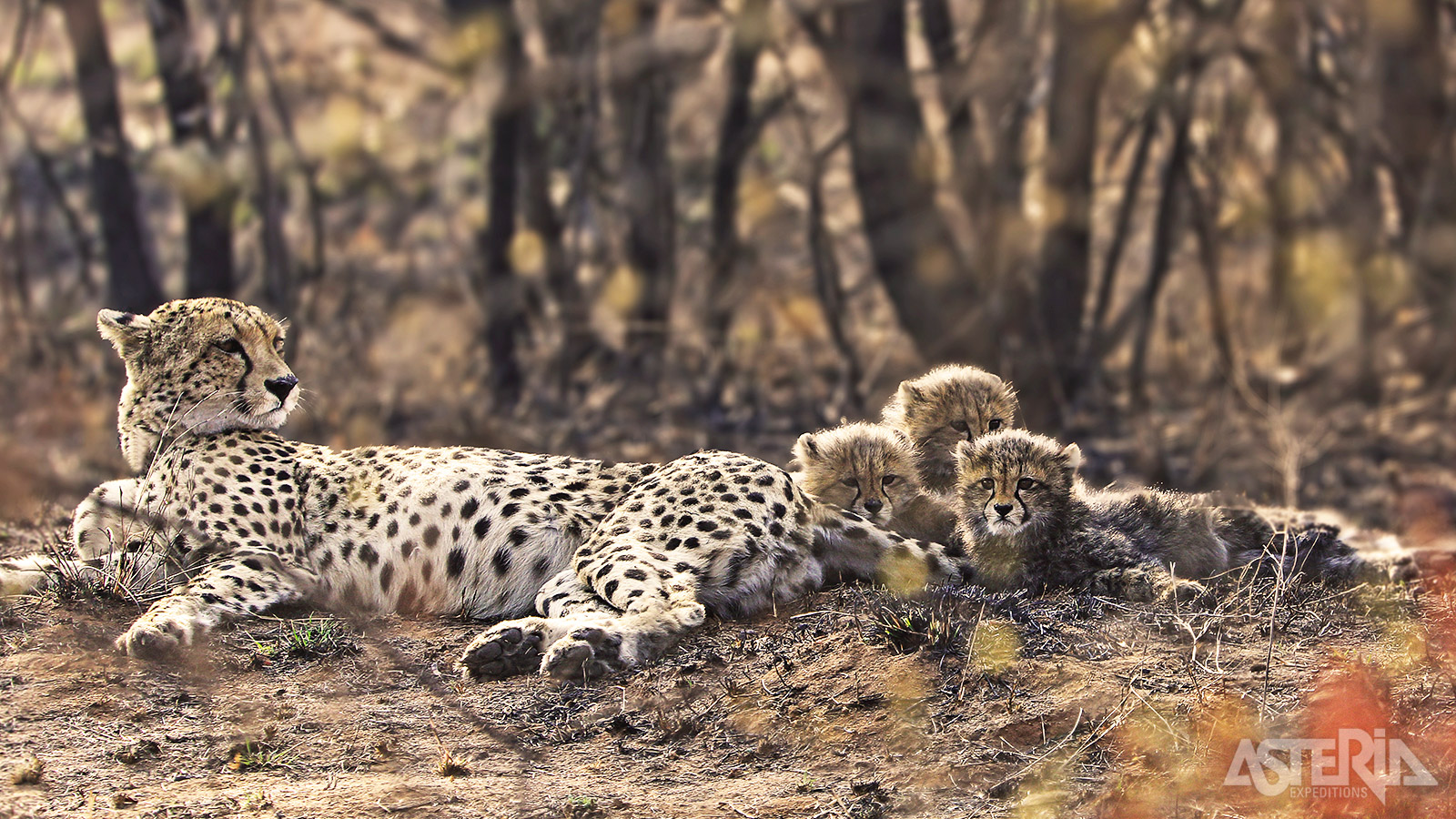 Het savannelandschap ten noorden van Windhoek heeft de hoogste dichtheid van cheeta’s van Afrika