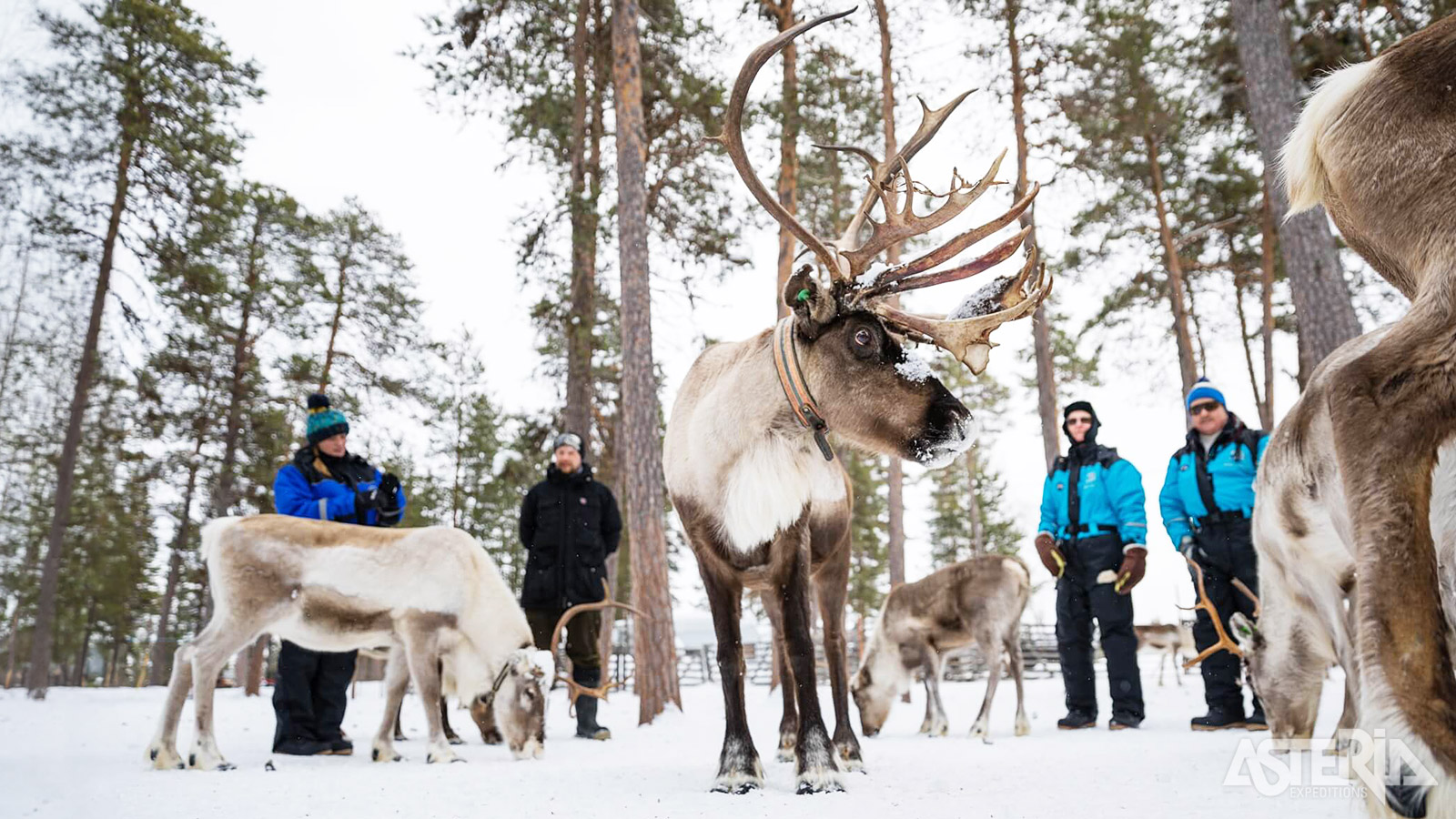 In Fins Lapland leven ongeveer evenveel rendieren als mensen