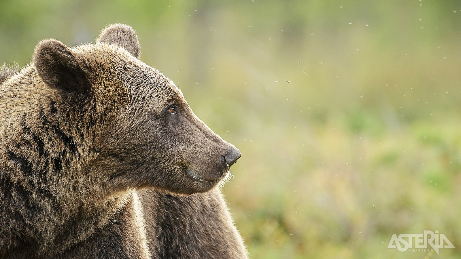 Je zal heel wat vogelsoorten en andere dieren kunnen spotten, met wat geluk zelfs bruine beren