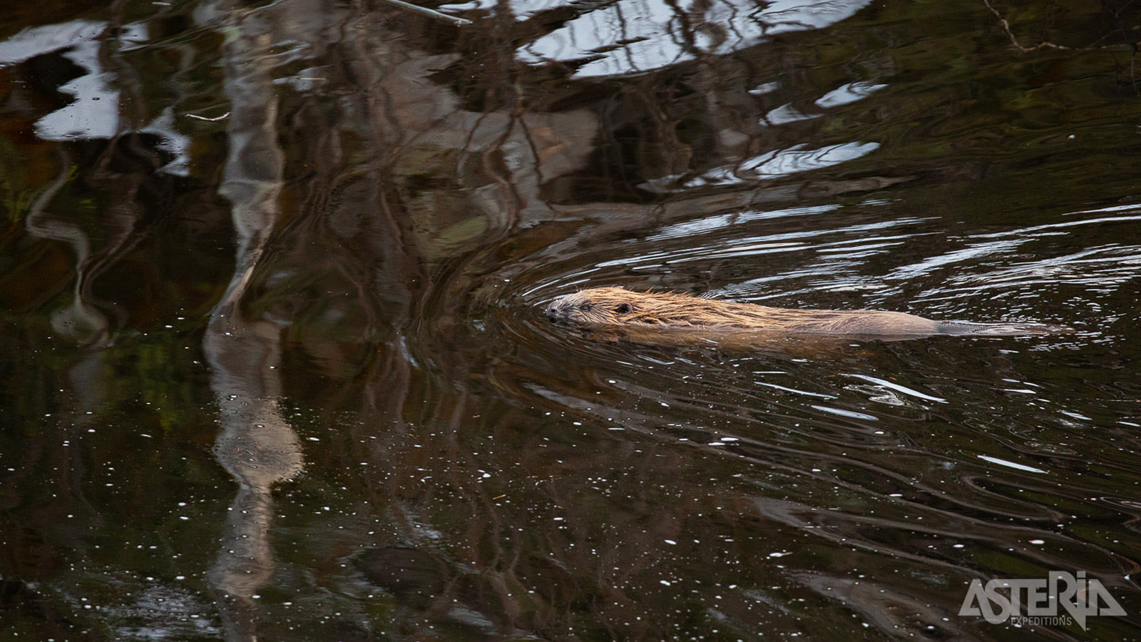 Tijdens een kanotocht kan je o.a. bevers kan spotten in hun natuurlijke habitat