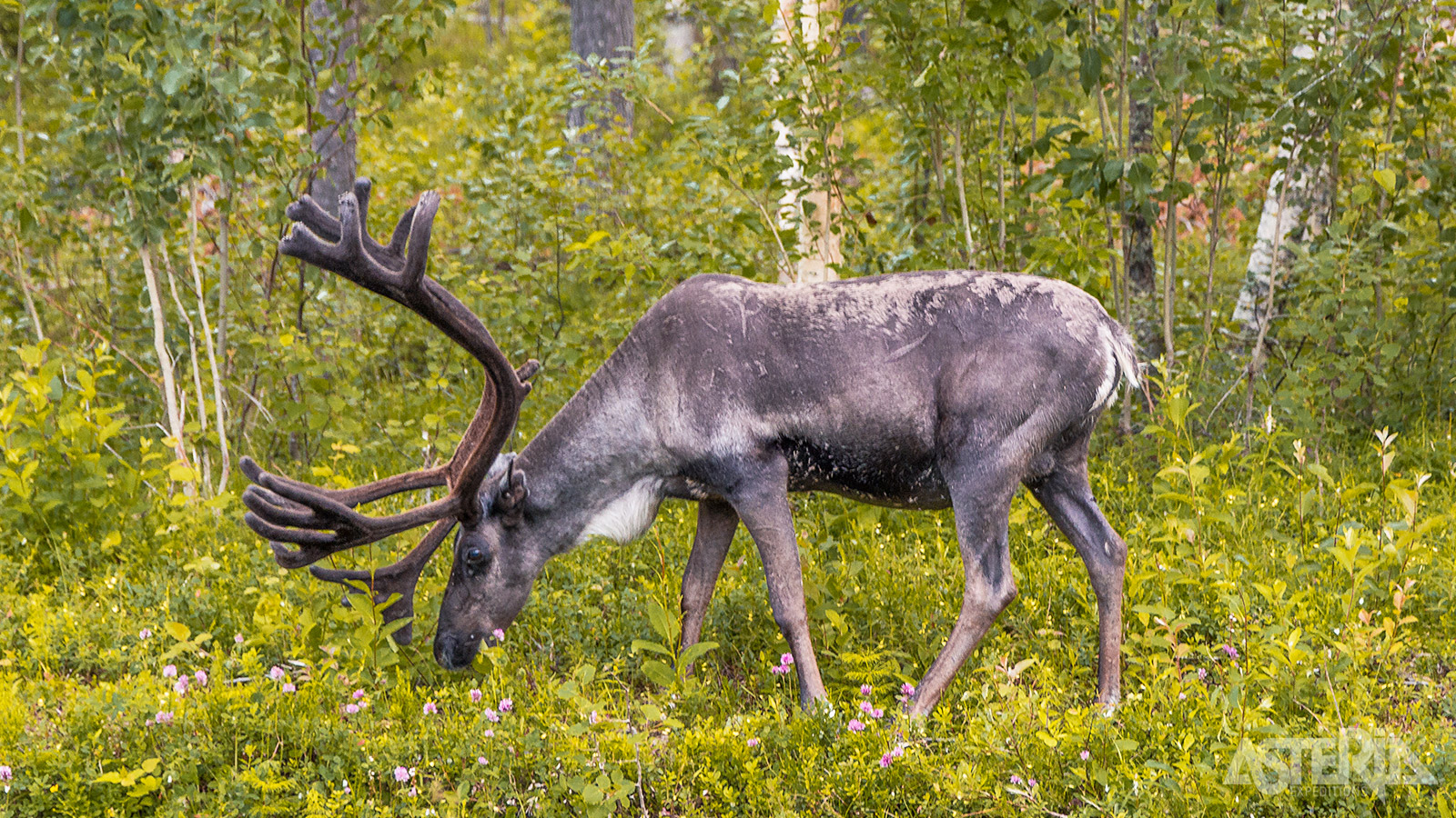 Tijdens een bezoek aan de boerderij kom je meer te weten over de Sámi-cultuur en het belang van rendieren