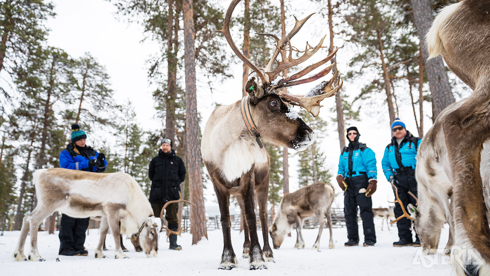 Maak kennis met het rendier, één van de iconische bewoners van Lapland