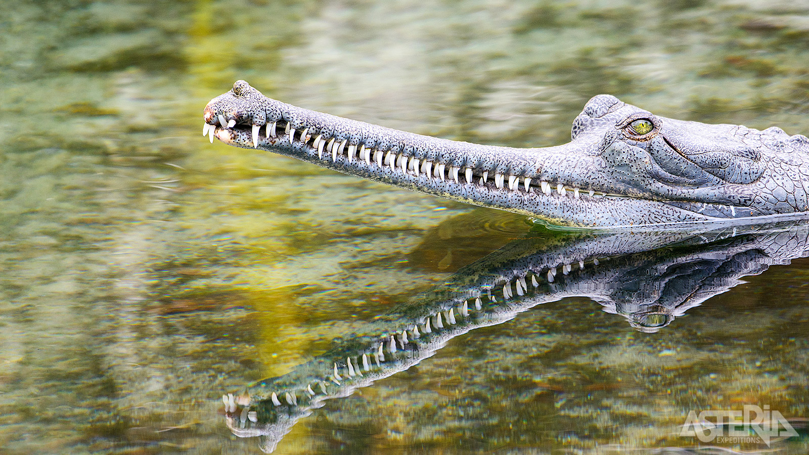 De gaviaal is een krokodilachtige met een lange, smalle snuit die voorkomt in het Chitwan Nationaal Park