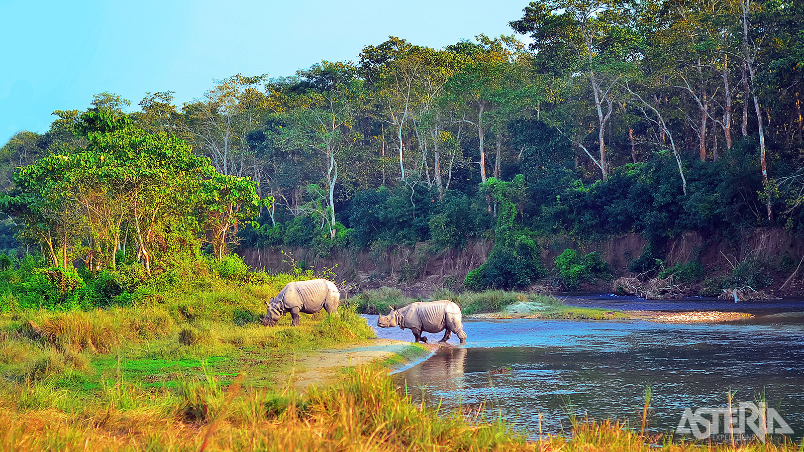 In Chitwan Nationaal Park leeft de indrukwekkende Indische neushoorn, één van de meest succesvol beschermde grote zoogdieren van Azië