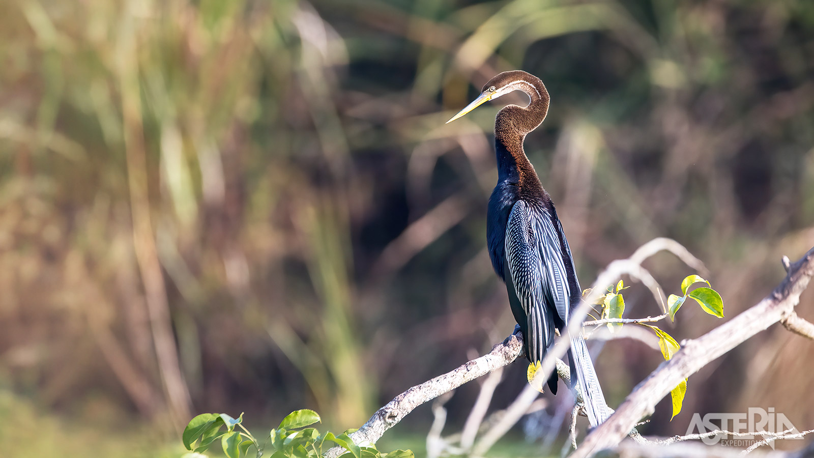 Ook de Indische slangenhalsvogel is een prachtige watervogel die in het Chitwan Nationaal Park leeft