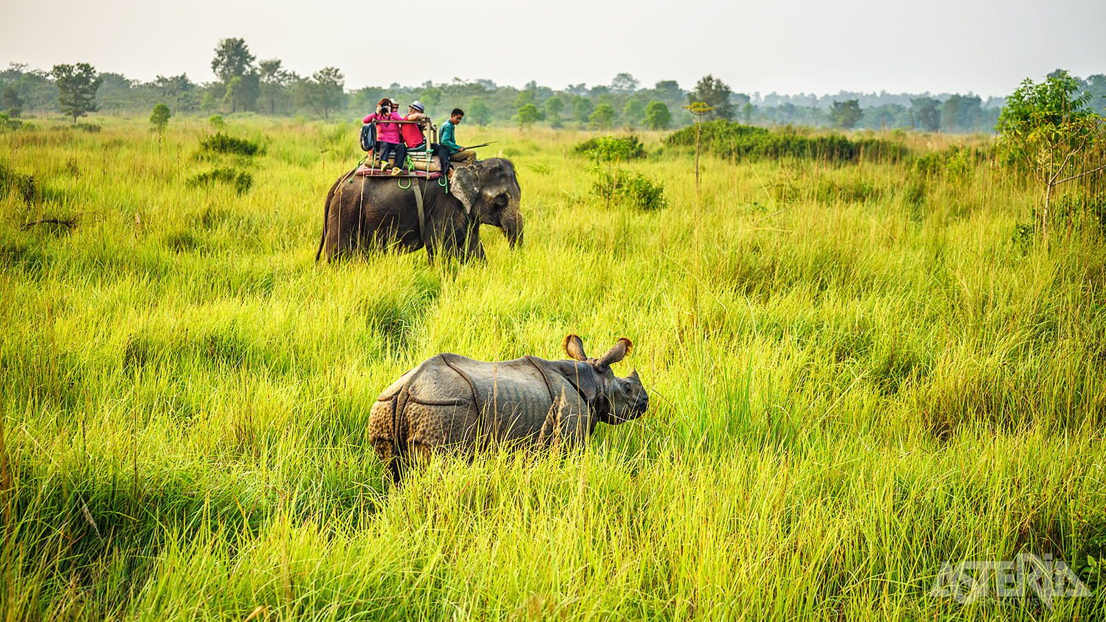 In Chitwan National Park kun je de indrukwekkende Indische neushoorn in het wild bewonderen