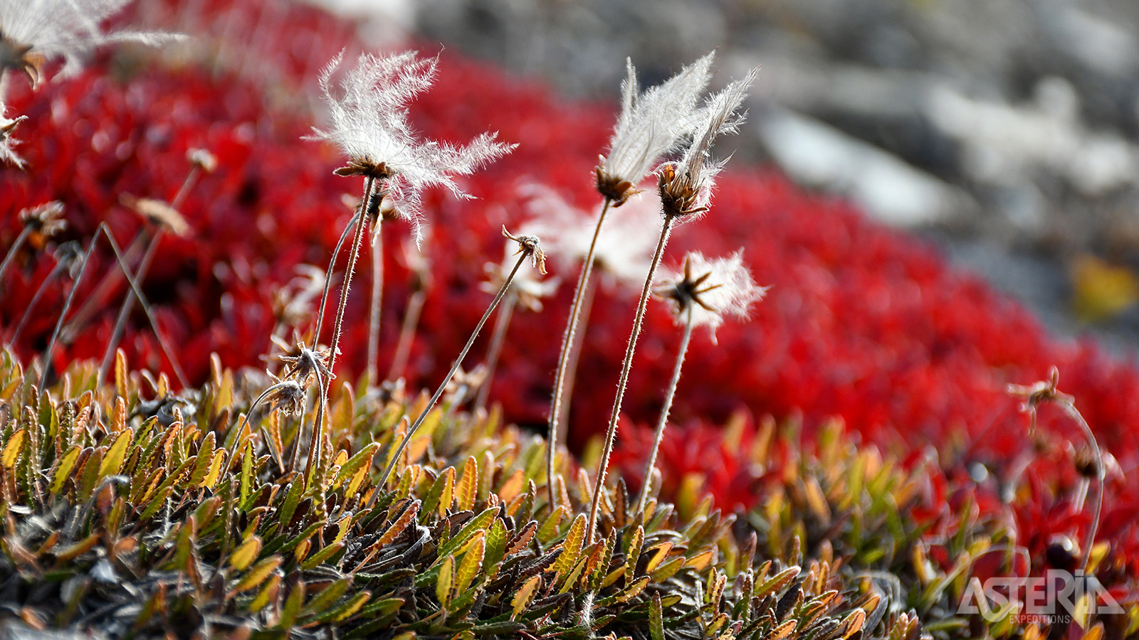 Bloeiend katroengras is één van de mooiste plantjes op de toendra