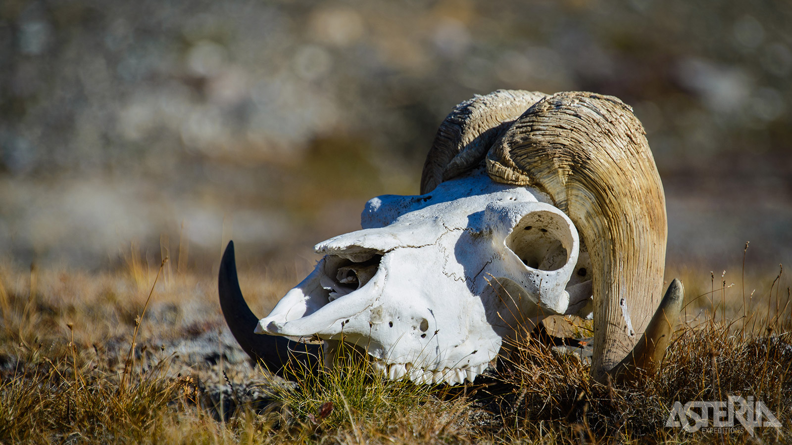 Verspreid over de toendralandschap vind je her en der botten en schedels van muskusossen