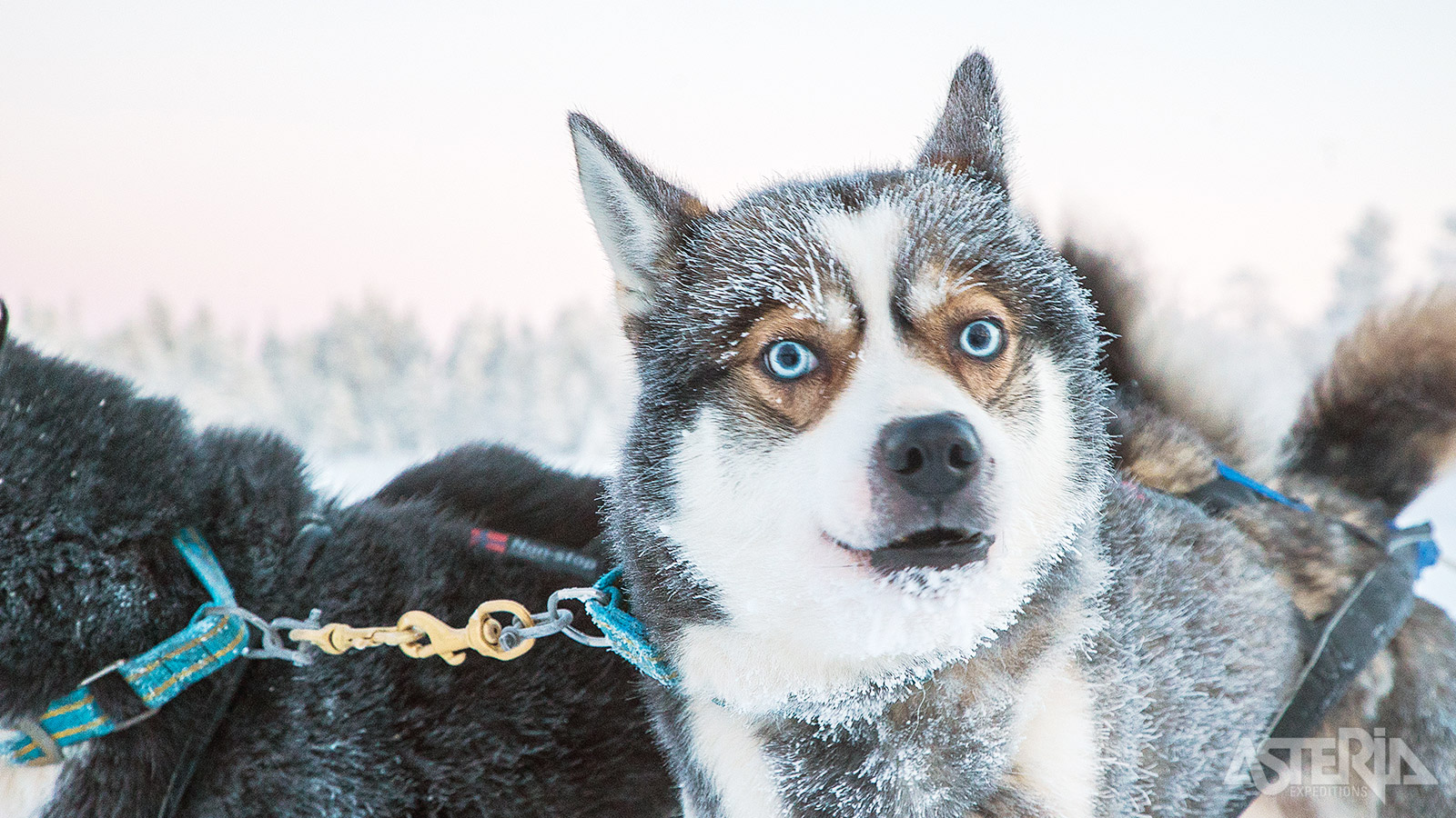 Na een korte uitleg over het besturen van de huskyslede vertrek je voor een tocht van 15km