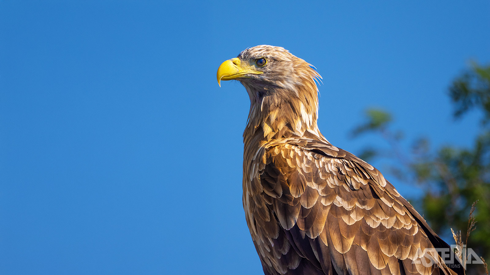 Tijdens een boottocht in één van de fjorden is de kans groot dat je zeearenden, aalscholvers en verschillende meeuwensoorten ziet