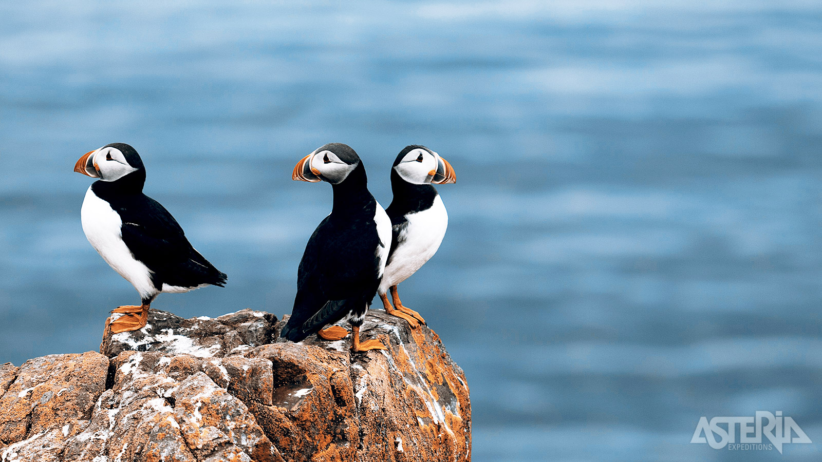 Andøya vormt eveneens een waar paradijs voor vogelliefhebbers