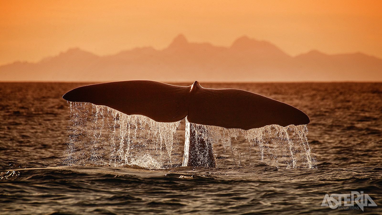 Vanuit Andenes vertrek je op walvissafari