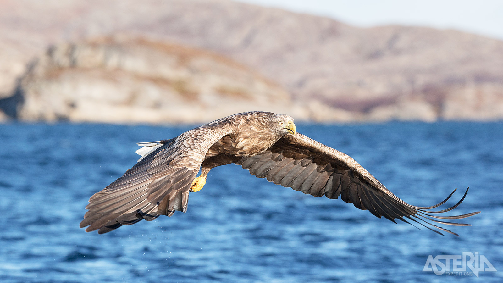 Tijdens een safari met een snelle RIB-boot in de Trollfjord spot je indrukwekkende zeearenden