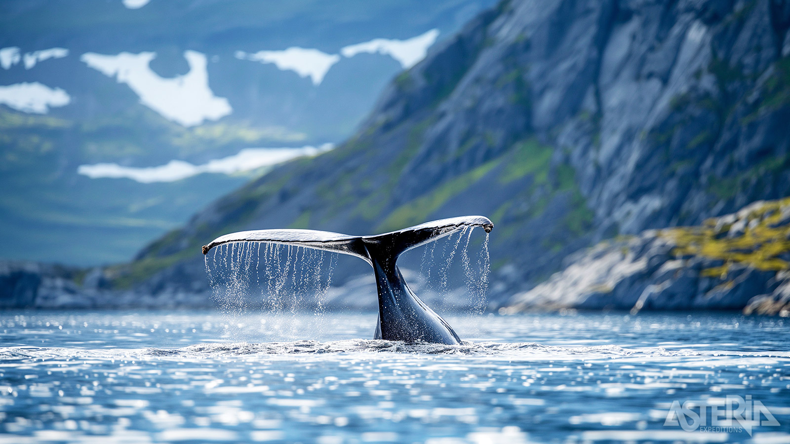 Vanuit Andenes op de Lofoten vertrekken in de zomermaanden diverse walvissafari’s