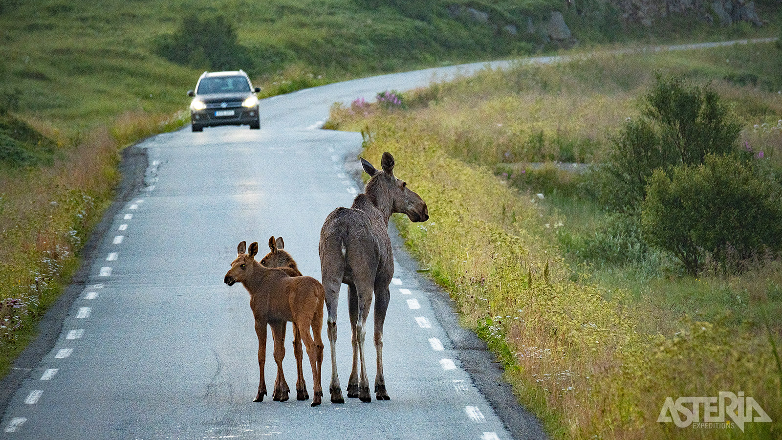 Opgelet voor moeder eland en haar 2 kalfjes