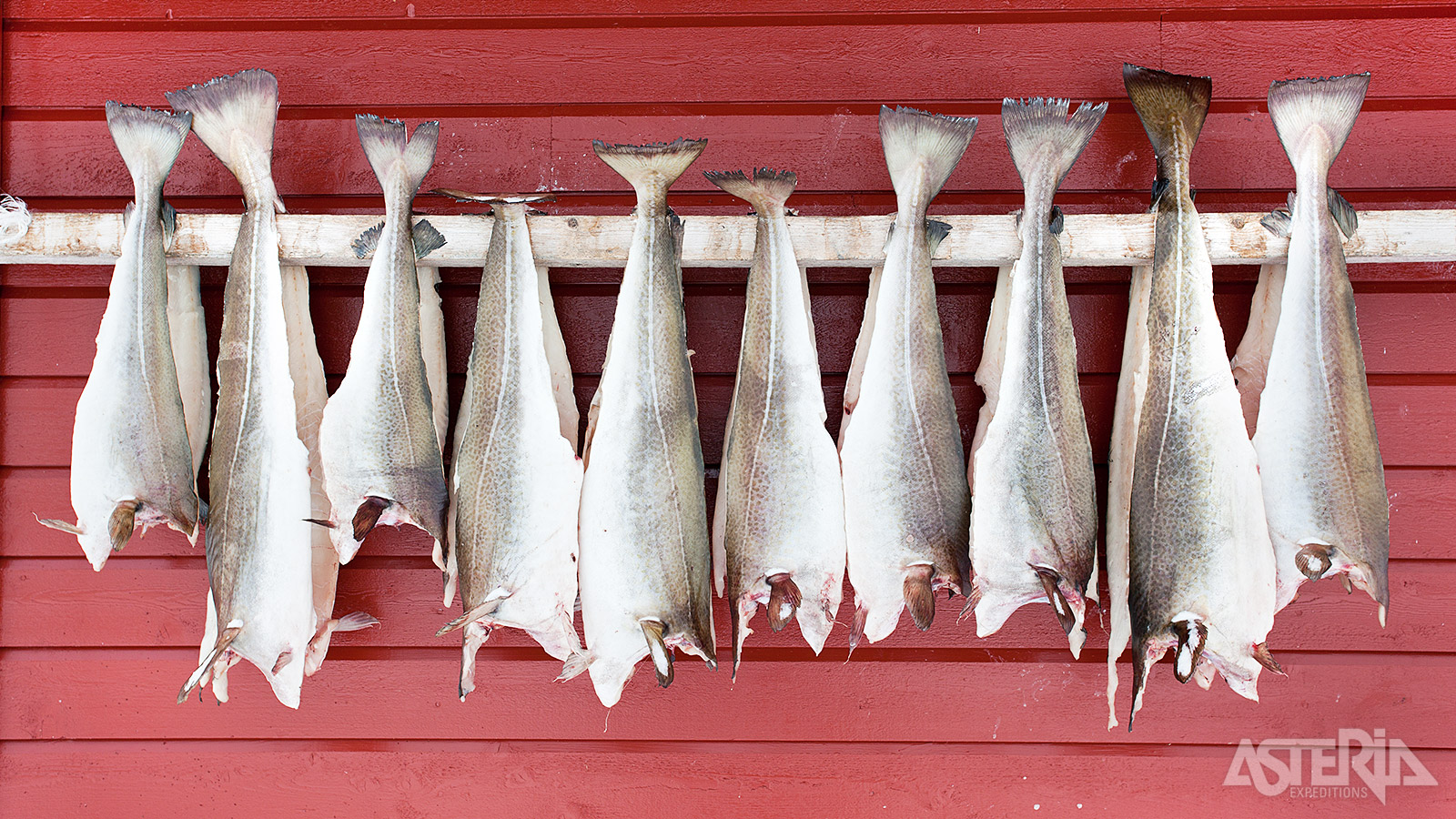 Haring, hét exportproduct van de eilandengroep Lofoten