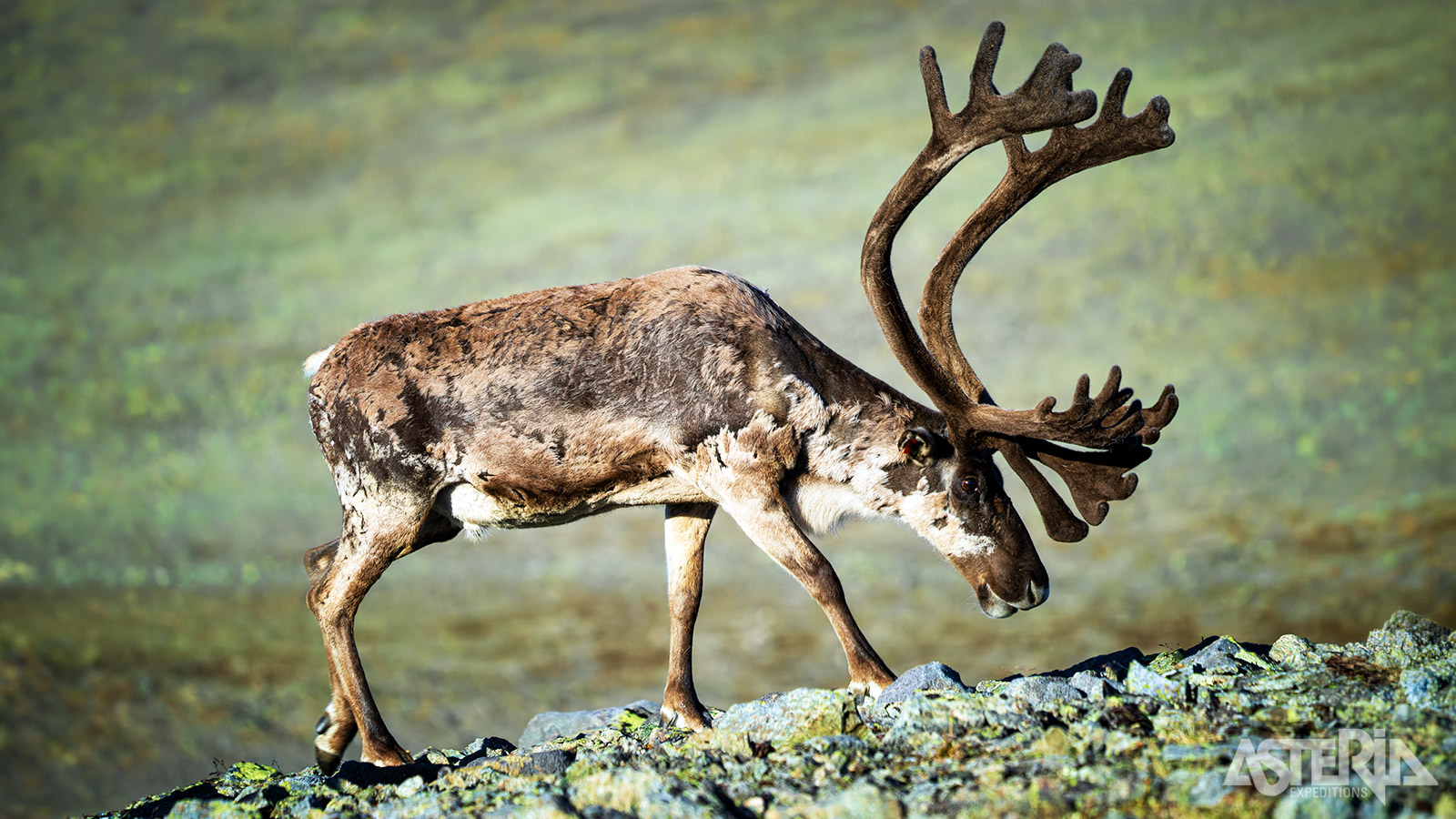 Tussen de pieken van Jotunheimen leeft het rendier vrij in één van Europa’s meest pure natuurgebieden