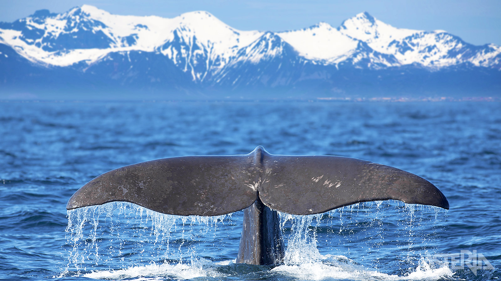 Andenes is één van de beste locaties in Noorwegen om met 99% garantie walvissen en dolfijnen te spotten