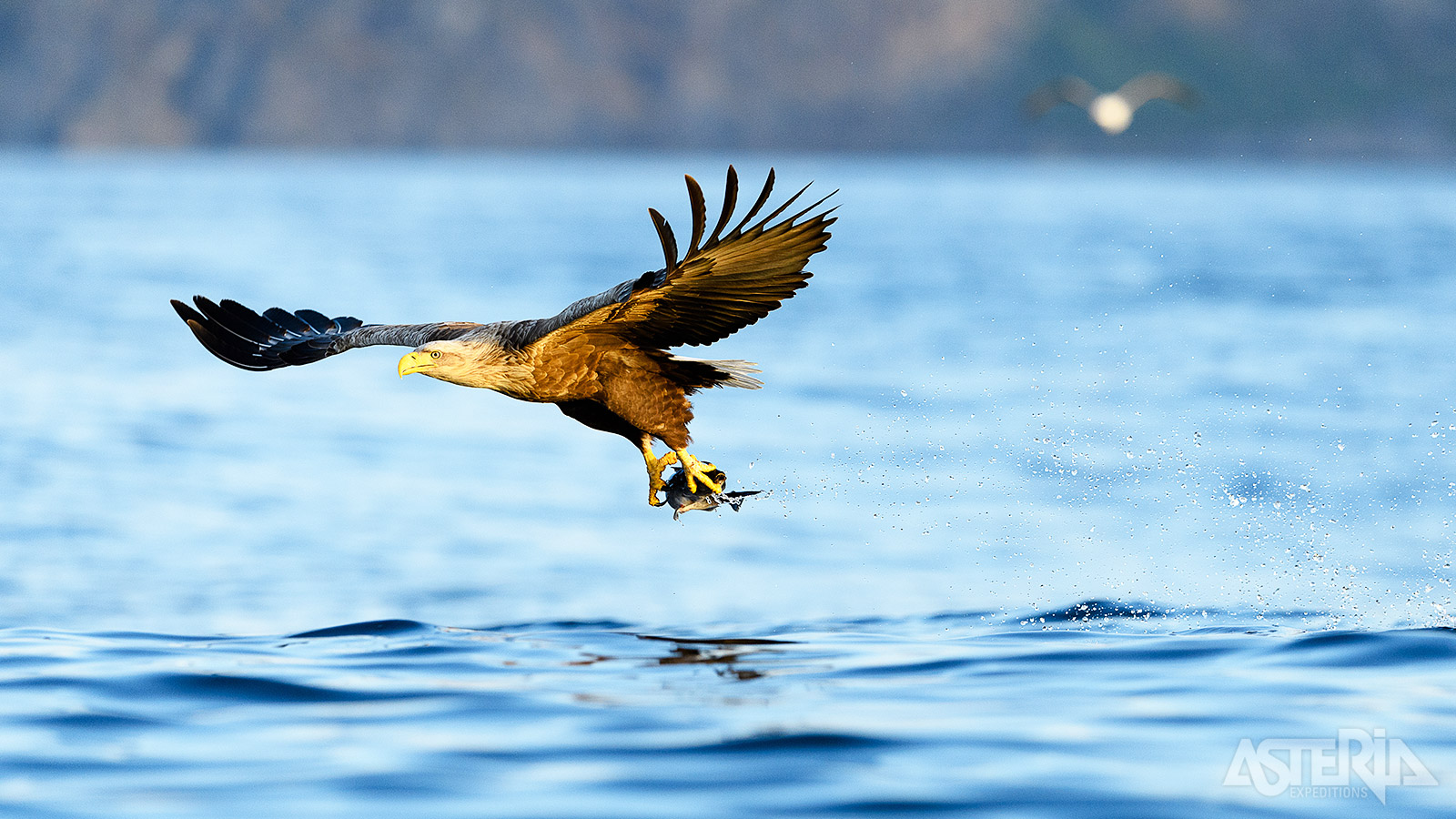 Zie de Noorse zeearend vissen en ervaar de spectaculaire schoonheid van Trollfjord tijdens een RIB-safari