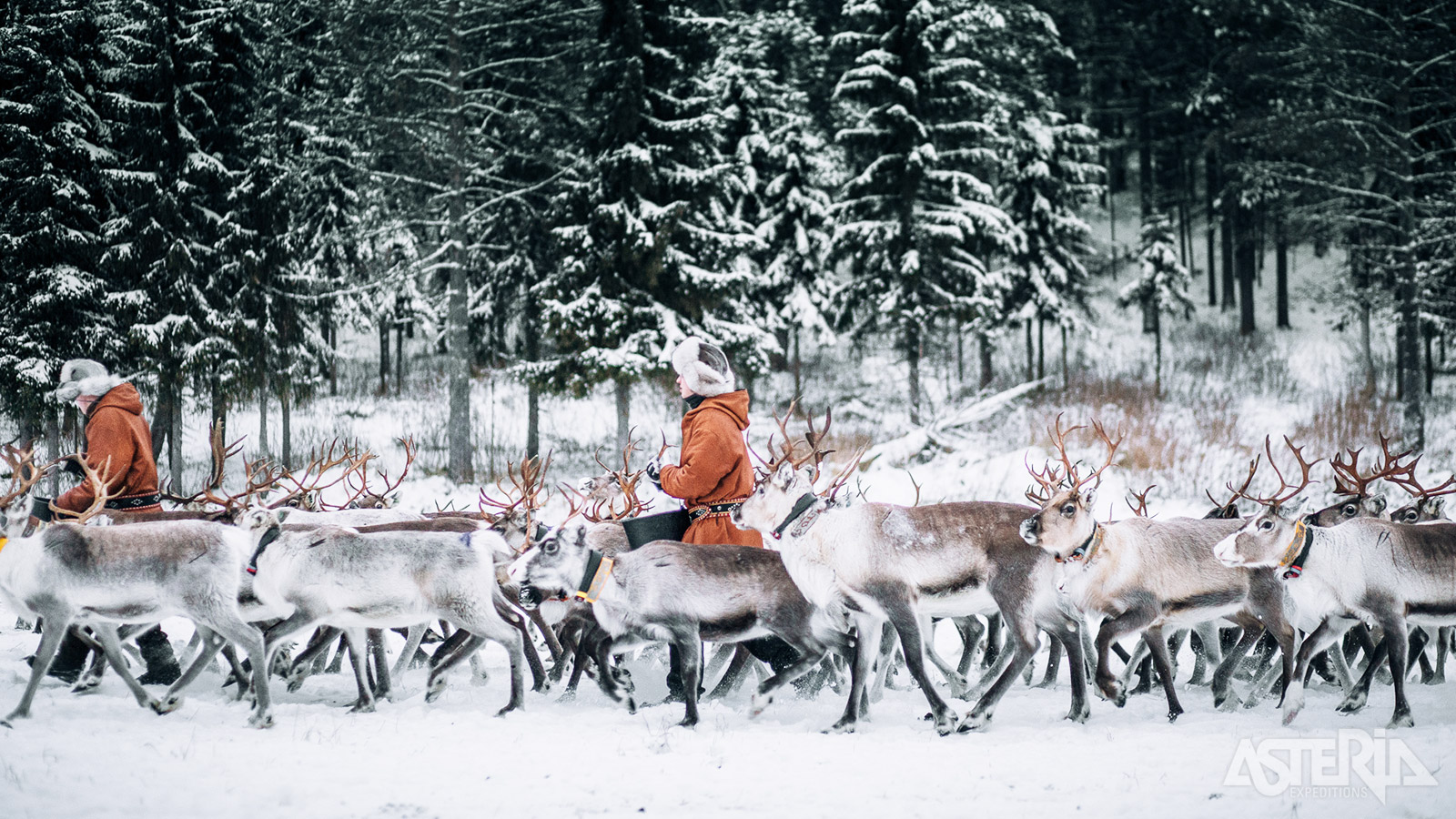 De rendierherder vertelt gepassioneerd over het leven van de dieren en hun cruciale rol in de Sámi-cultuur