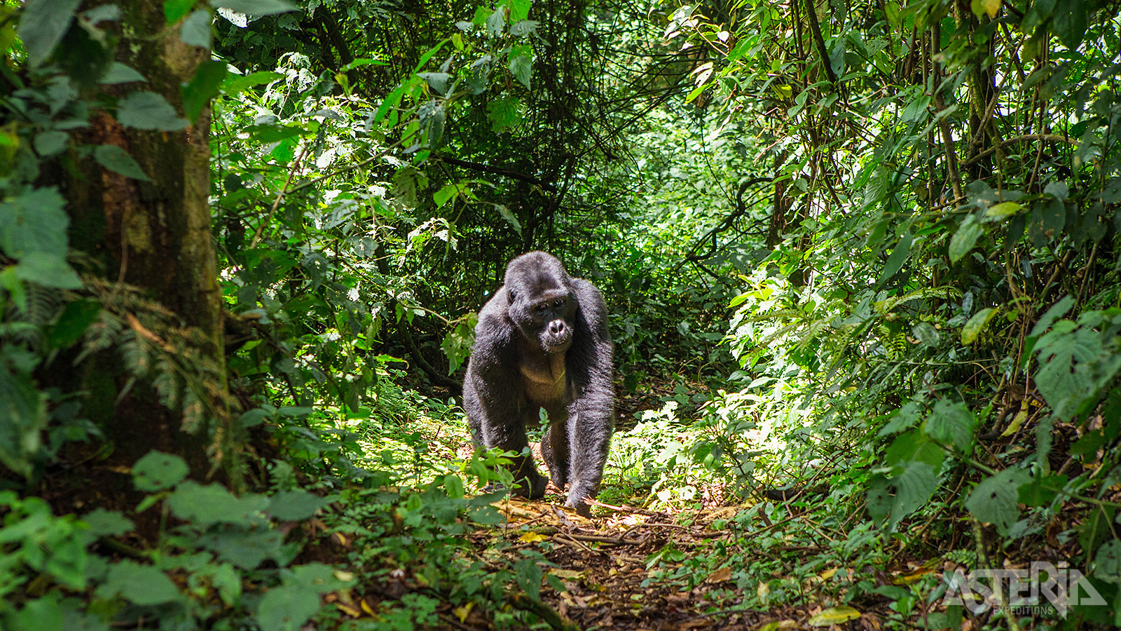 Een ontmoeting met de bedreigde berggorillas in het Bwindi Impenetrable Forest vormt het hoogtepunt van je reis