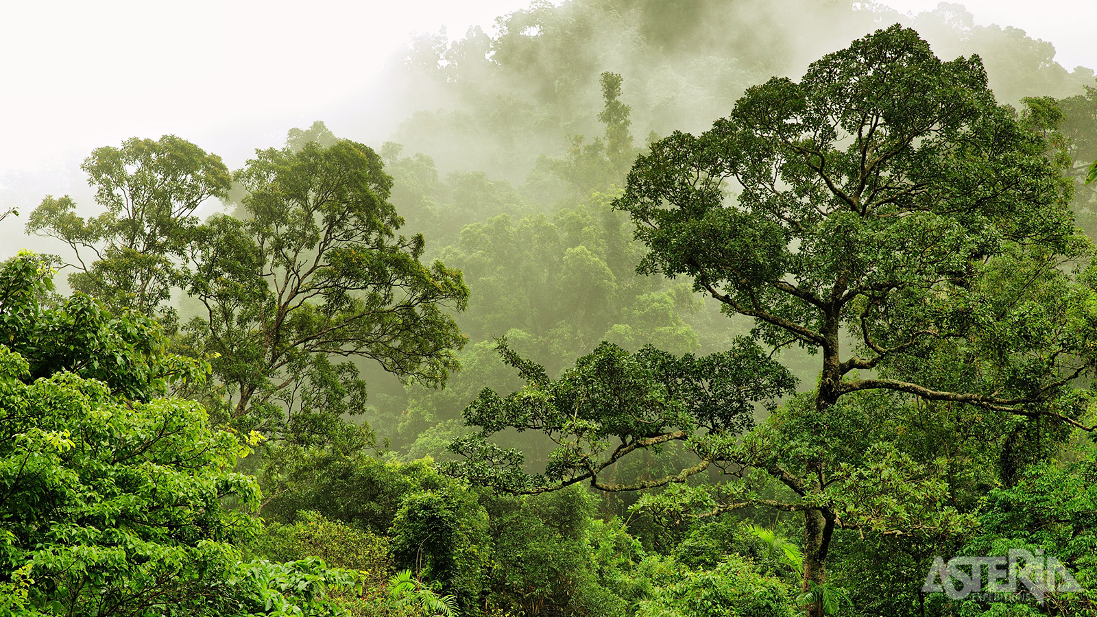 Het ondoordringbare Bwindi Impenetrable National Park is één van de meest diverse regenwouden in Afrika