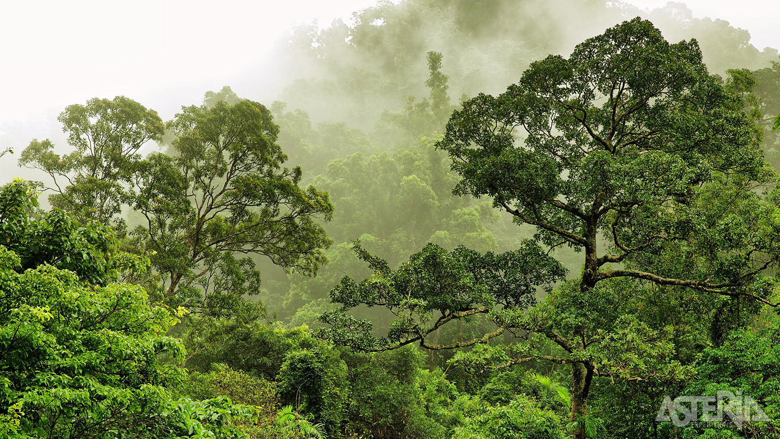 Het ondoordringbare Bwindi Impenetrable National Park is n van de meest diverse regenwouden in Afrika