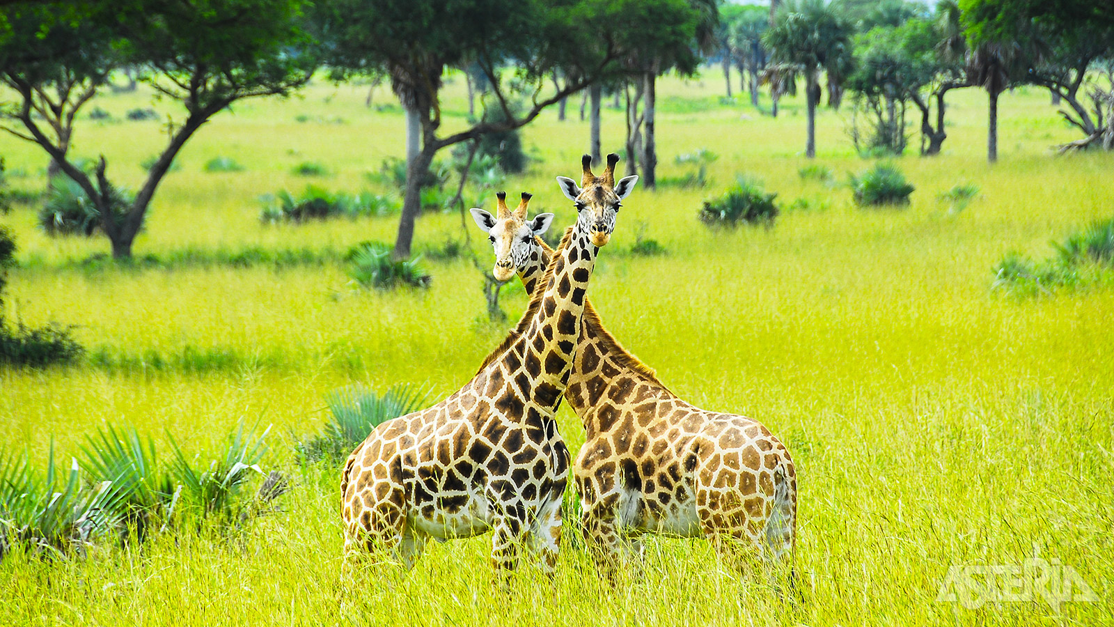 De zeldzame Rothschildgiraffe komt voor in het Murchison Falls Nationaal Park