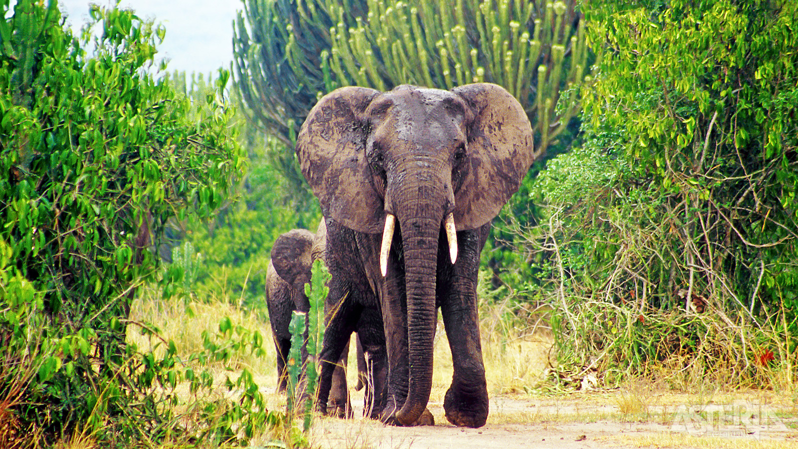 Het savannepark van Queen Elizabeth is het bekendste en met zijn 2.000km² ook één van de grootste parken van Oeganda