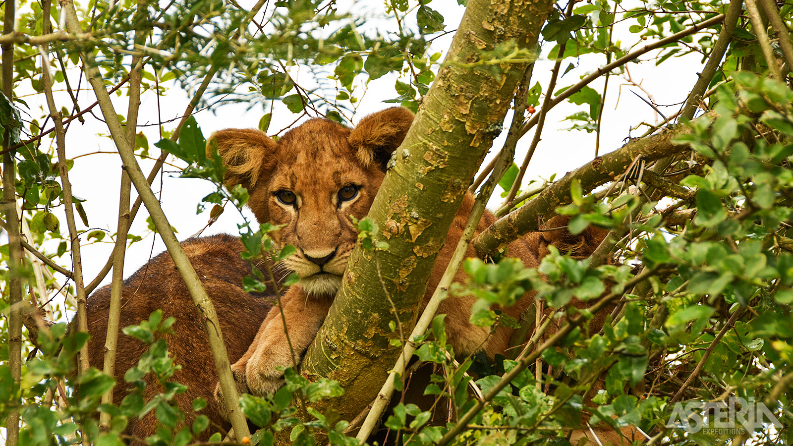 Het Queen Elizabeth Nationaal Park is bekend vanwege de vele natuurdocumentaires die hier zijn opgenomen