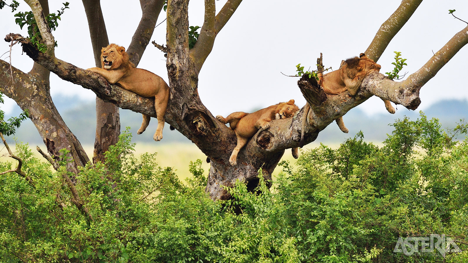 In het Queen Elisabeth Nationaal Park ga je op zoek naar zeldzame boomklimmende leeuwen
