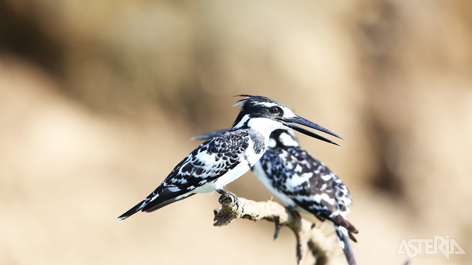 In het Murchison Falls Nationaal Park vind je ook diverse vogelsoorten