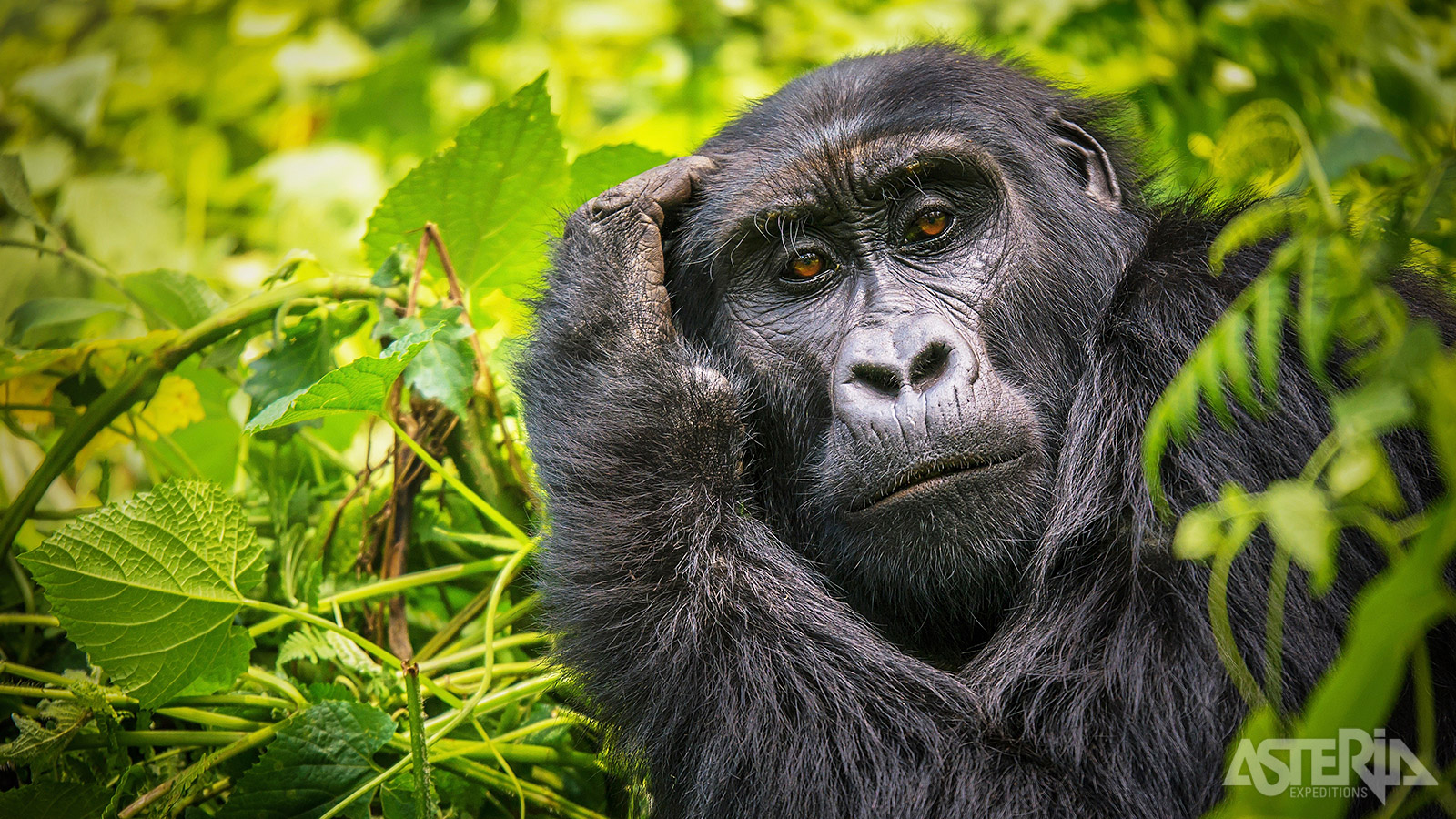 Meer dan de helft van de totale wereldpopulatie van berggorilla’s woont in het Bwindi Impenetrable Forest, gelegen op een hoogte van 1.200 tot 2.600m