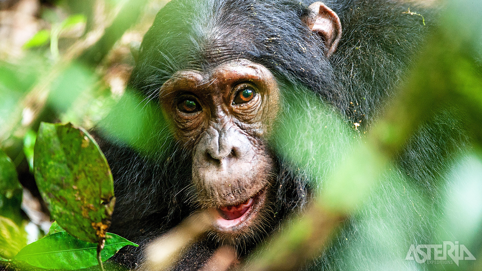 In het tropisch regenwoud van het Kibale Forest Nationaal Park maak je een chimpanseetracking