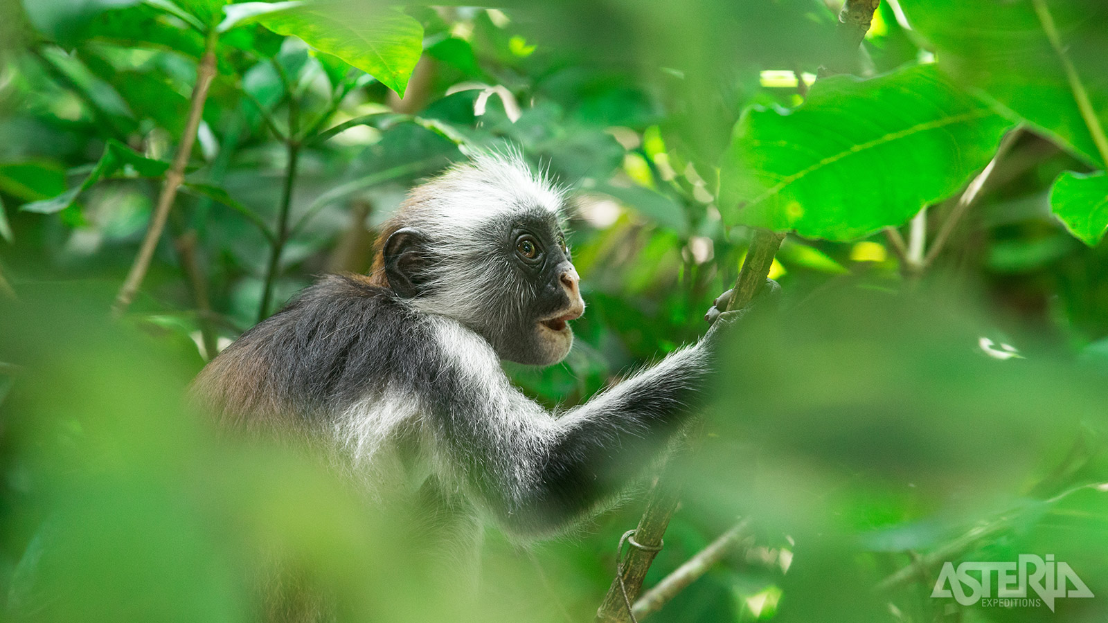 Naast zijn populatie chimpansees komen in het Kibale Forest Nationaal Park ook 12 andere soorten primaten voor
