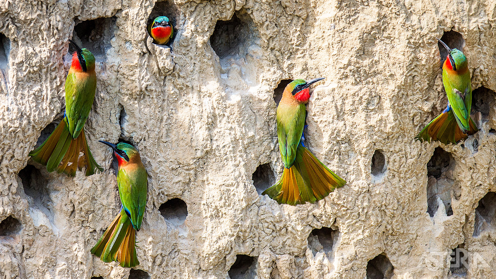 Ook voor vogelliefhebbers is Murchison Falls een aanrader met meer dan 1.000 vogelsoorten zoals deze bijeneters