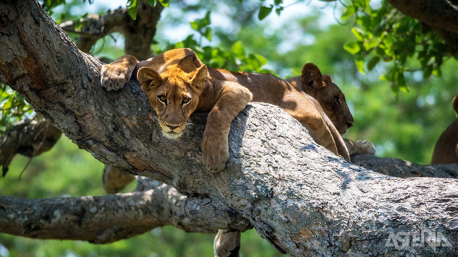 Ook voor het spotten van leeuwen is het Murchison Falls Nationaal Park een uitstekende locatie