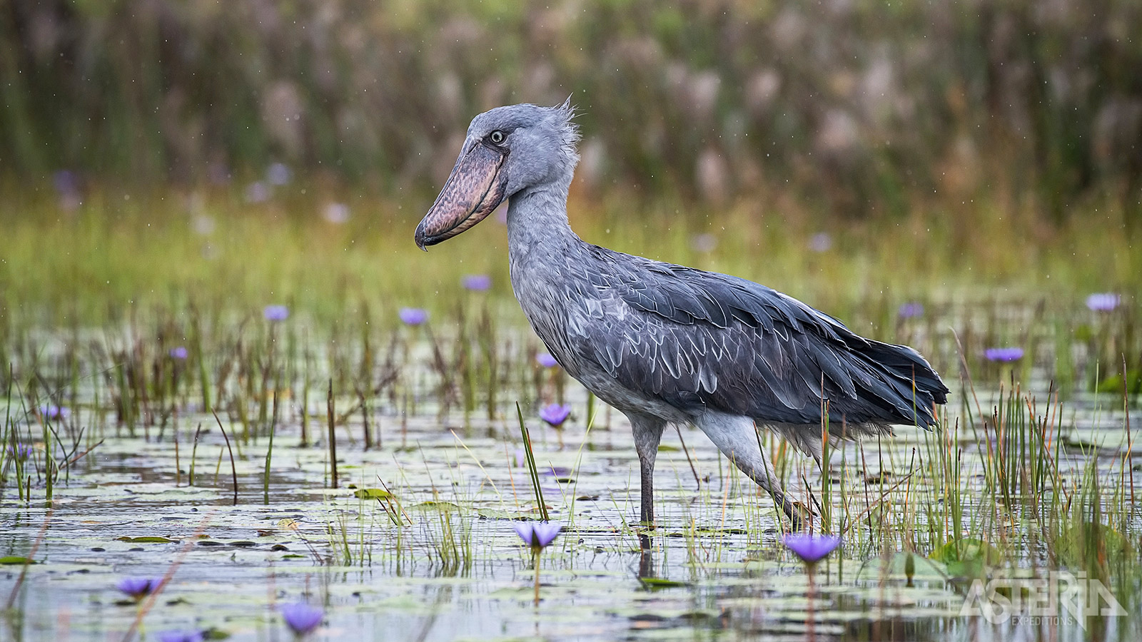 Eén van de meest bijzondere vogels is de prehistorisch uitziende Shoebill of schoenbekooievaar