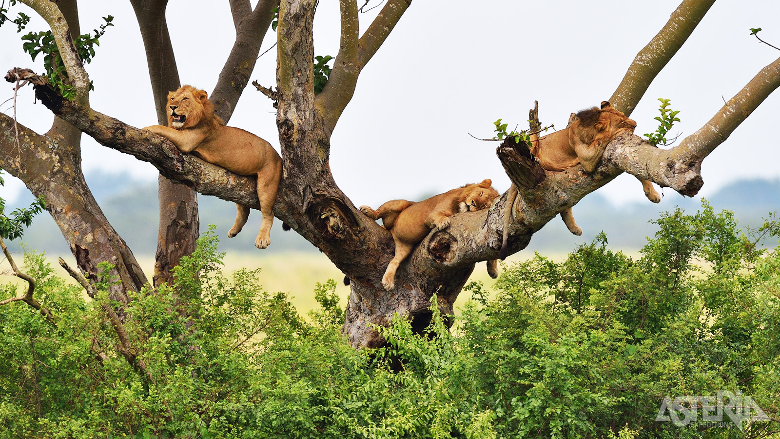 Queen Elizabeth Nationaal Park is het bekendste  nationaal park van Oeganda