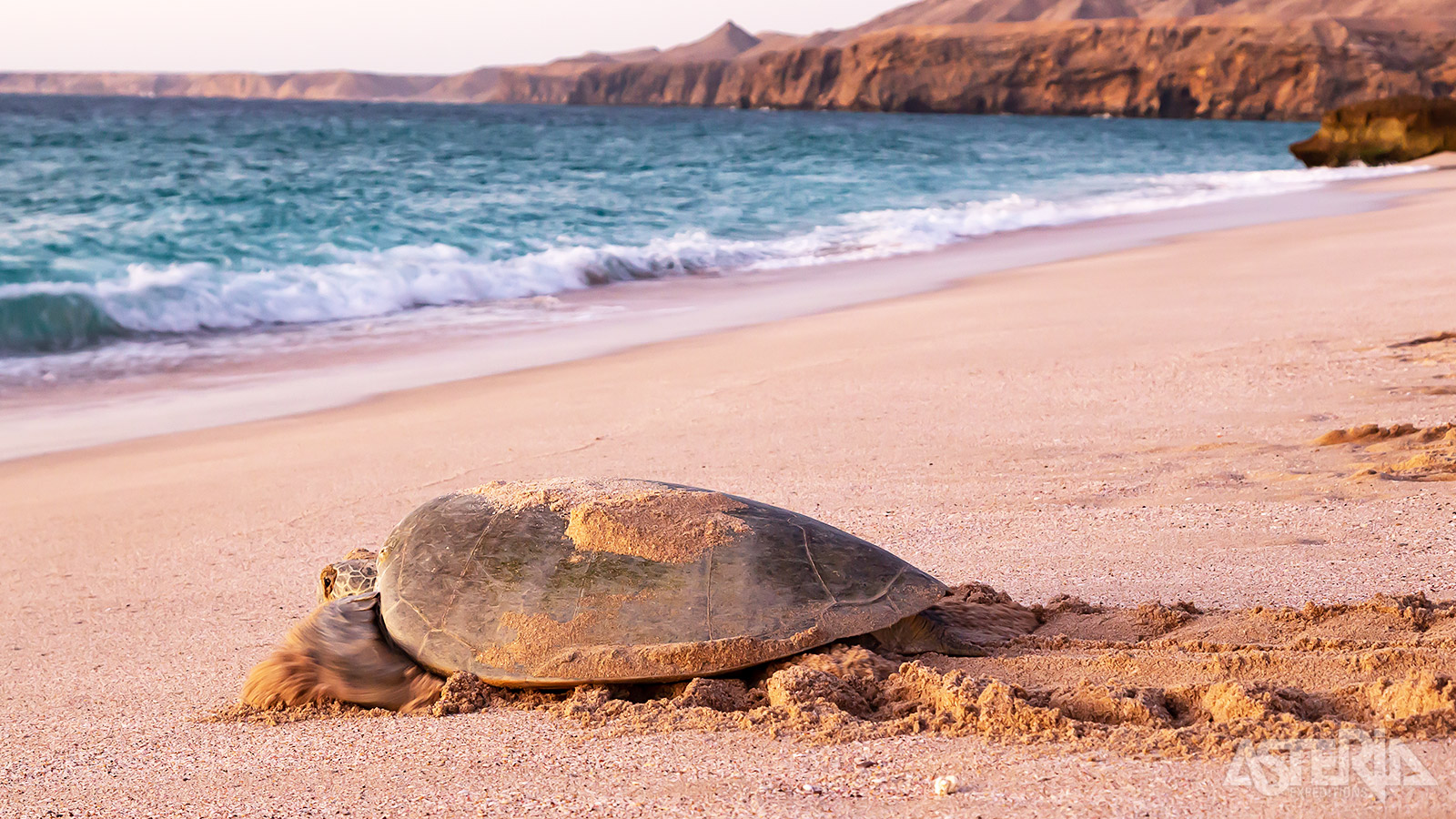 Ras Al Jinz vormt een belangrijk broedstrand voor de bedreigde groene zeeschildpad