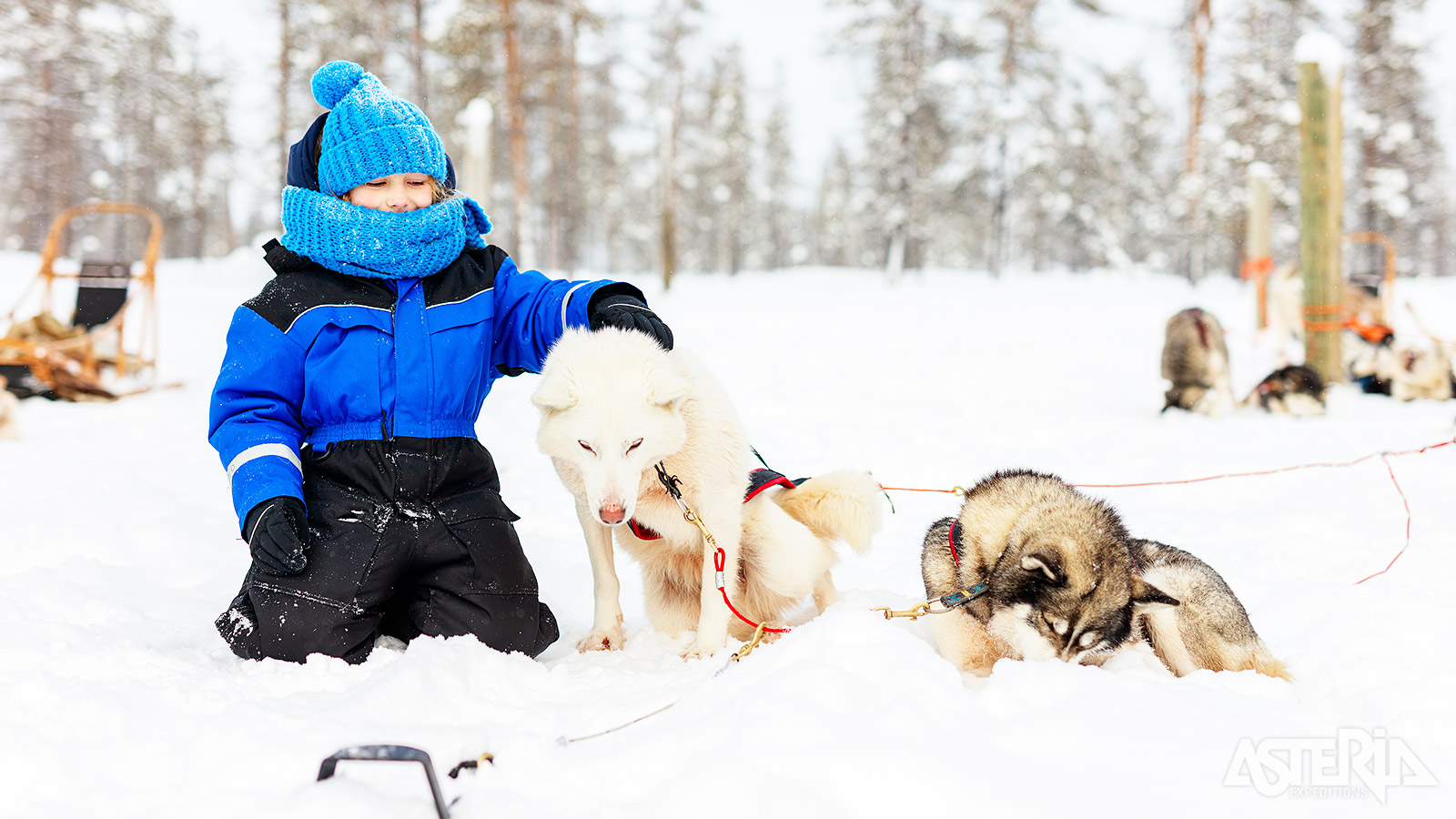 Bij aankomst op de huskyboerderij kan je even kennismaken met de honden