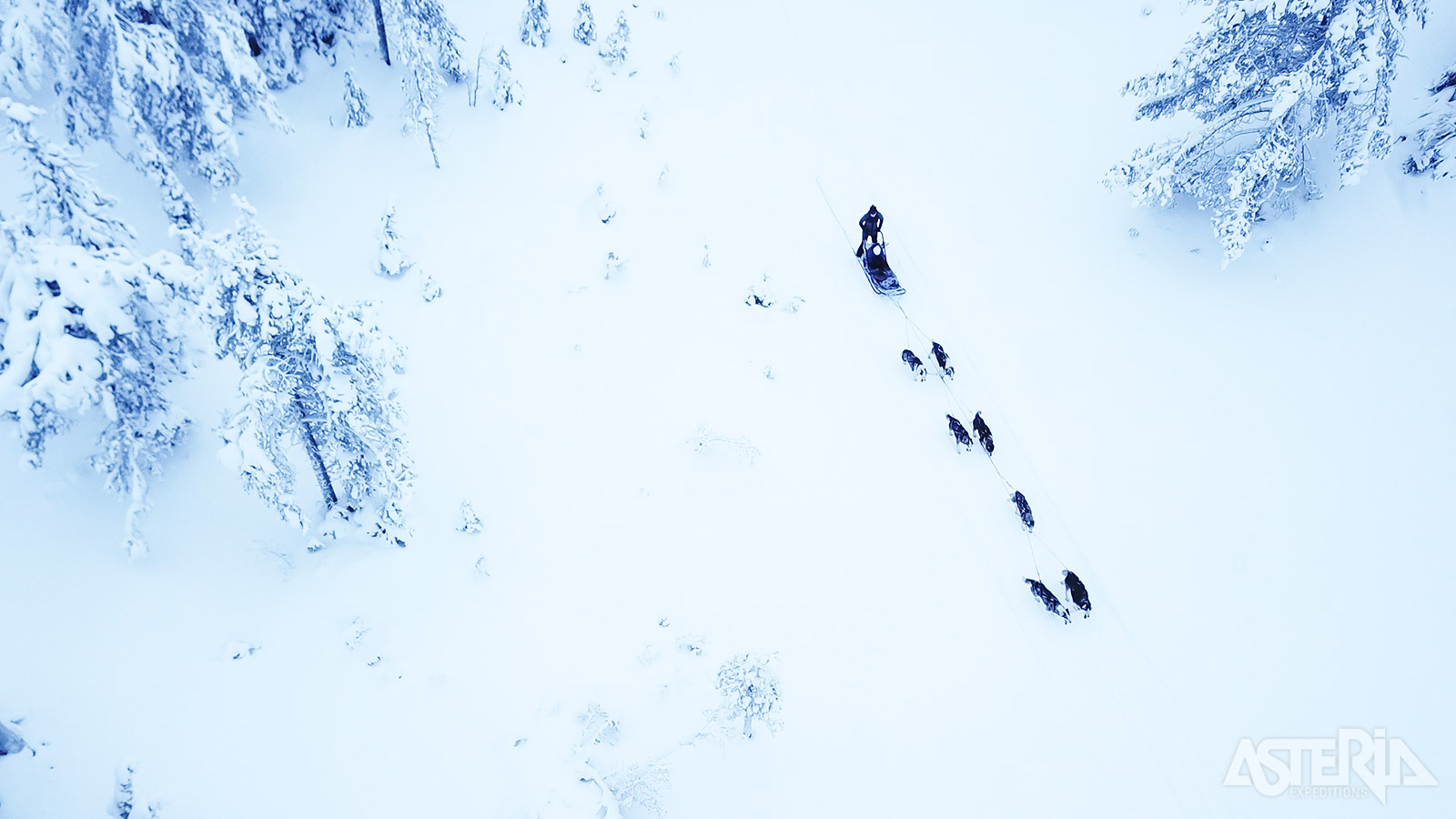 Door besneeuwde bossen met de huskyslede, voor velen een hoogtepunt