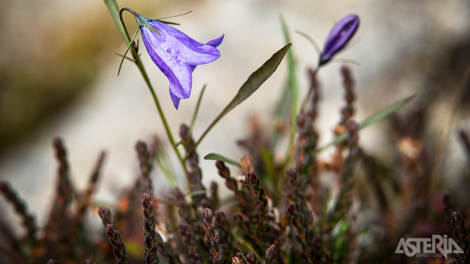 In Oost-Groenland  vind je een verscheidenheid aan mossen en arctische bloemen die gedijen in het koude, korte groeiseizoen en de barre omstandigheden van de toendra