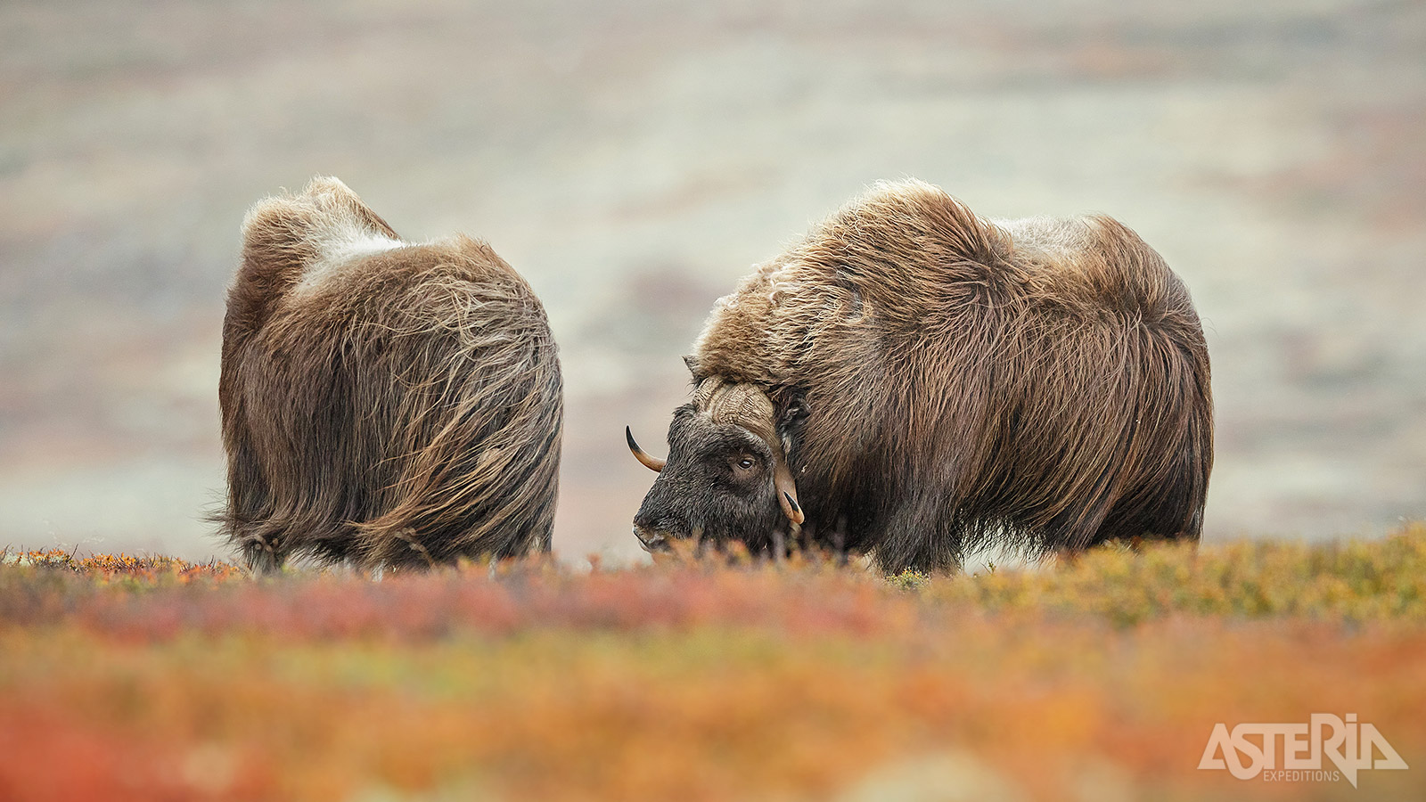 Muskusossen zijn robuuste dieren die al duizenden jaren overleven in de extreme Arctische omstandigheden van Groenland