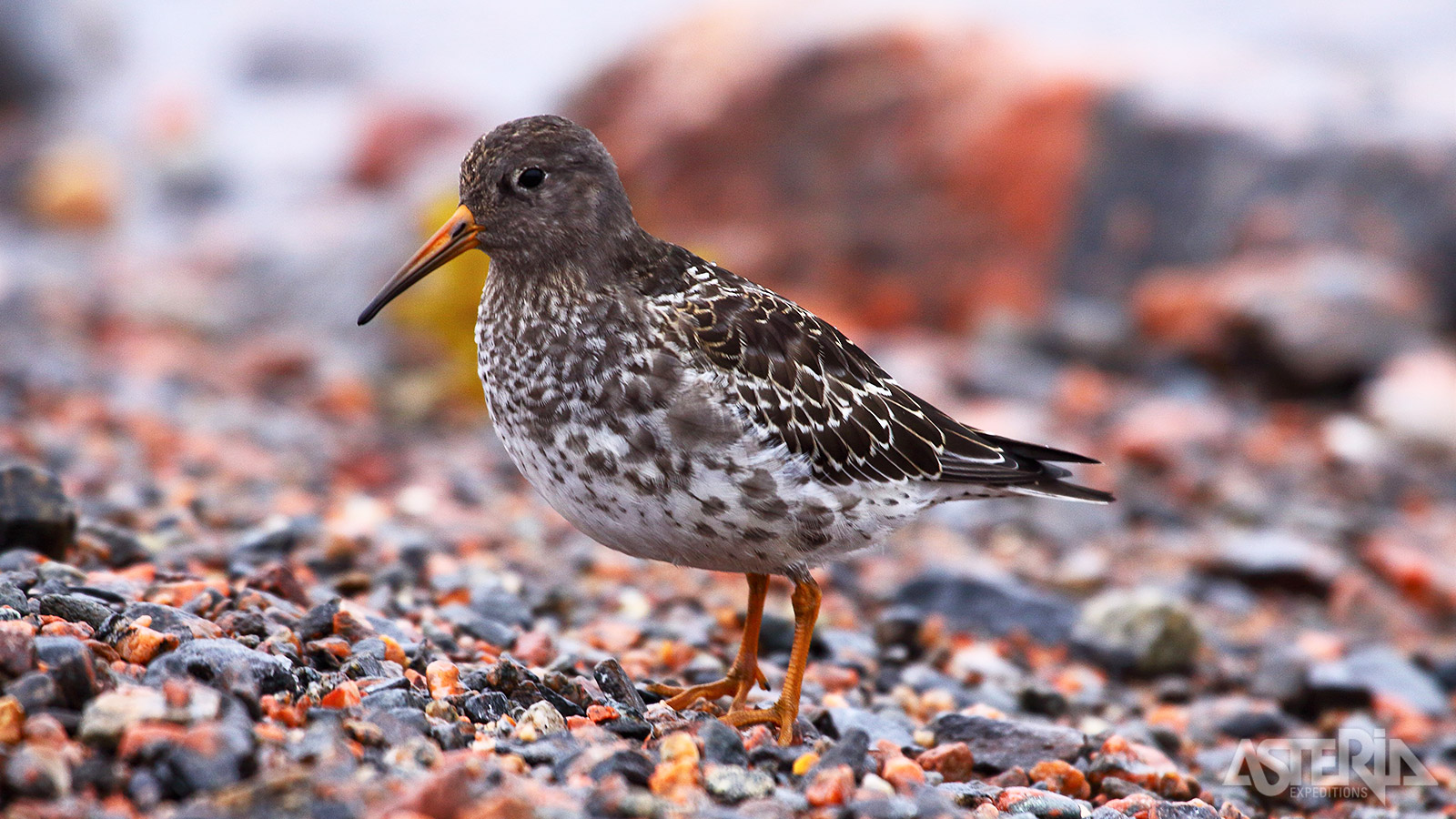 De paarse strandloper is een zeldzame en kleurrijke vogel die zich voedt met ongewervelden langs de kusten van Oost-Groenland