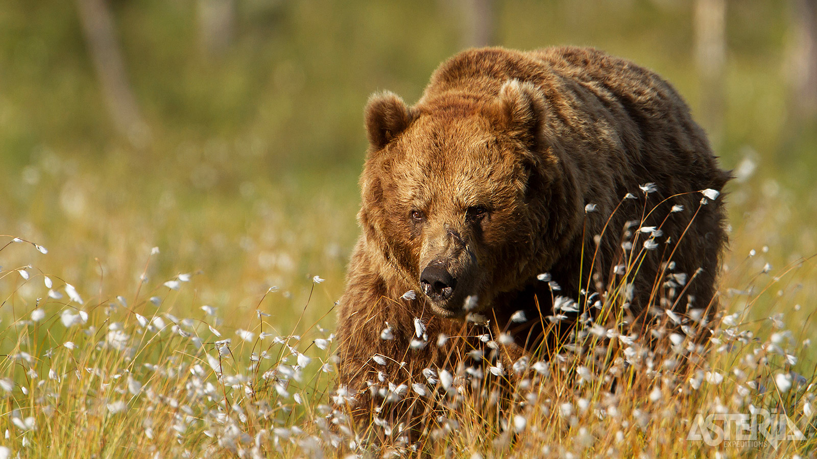 Tijdens een facultatieve excursie kan je bruine beren in hun natuurlijk habitat observeren en fotograferen