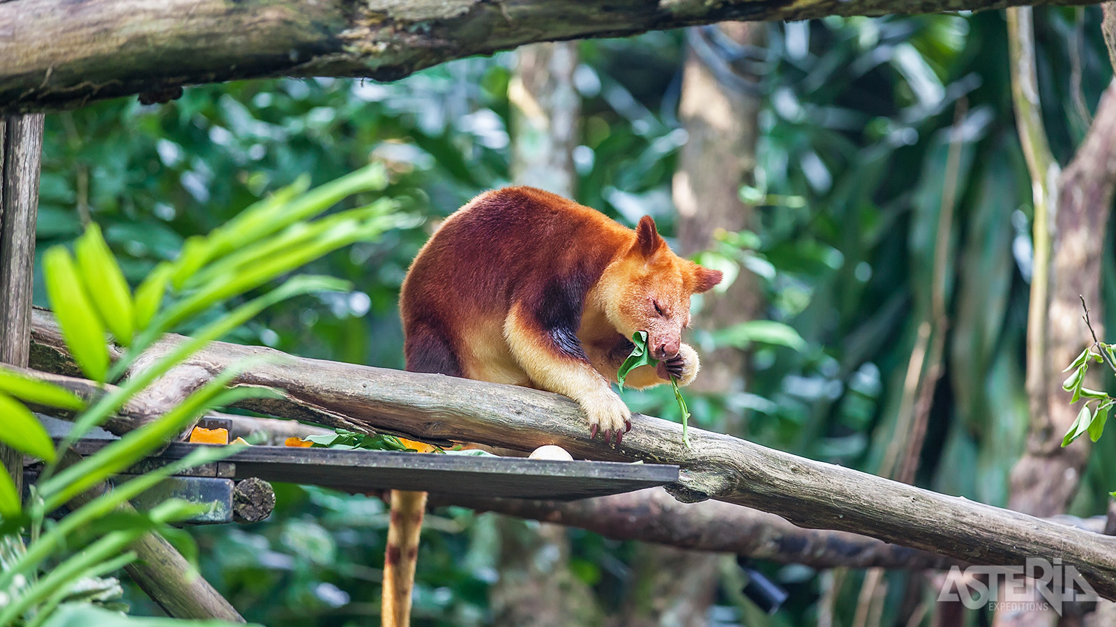 In de nevelbossen in het noorden van Papoea-Nieuw-Guinea vind je de zeldzame boomkangoeroe